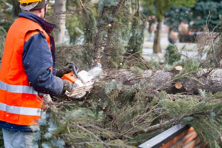 Lumberman in protective workwear sawing branches with a chainsaw from a felled tree in the pine...