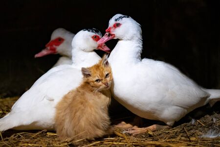 Duck foster mother for the cat. musk ducks receiving kitten.の写真素材