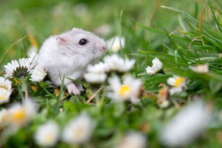 white hamster against the background of a beautiful springの写真素材