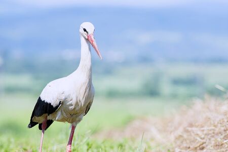A white stork walks through the tall, colorful grass looking for food.の写真素材