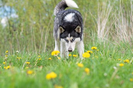 beautiful siberian husky walking in a flower fieldの写真素材