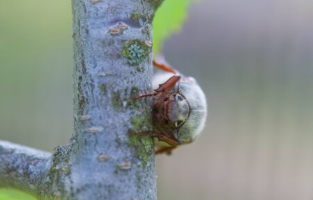 Close up of a chafer beetle on a leaf of a tree in warm colors with a blurred backgroundの写真素材