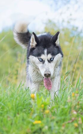 beautiful siberian husky walking in a flower fieldの写真素材