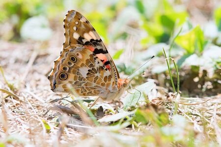 Vanessa cardui, Painted Lady butterfly on a flowerの写真素材
