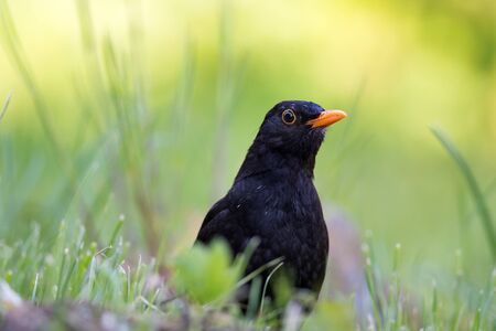 Blackbird on green grass on a sunny day close upの写真素材