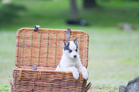 husky puppy in a basket. A close upの写真素材