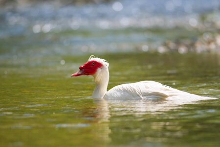View of white Muscovy Duck swims in the river