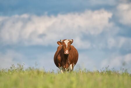 One cow grazing in green meadow in green meadow