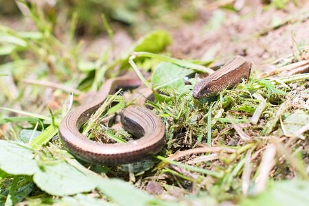 slow worm (Anguis fragilis) to the sun on the mossy ground