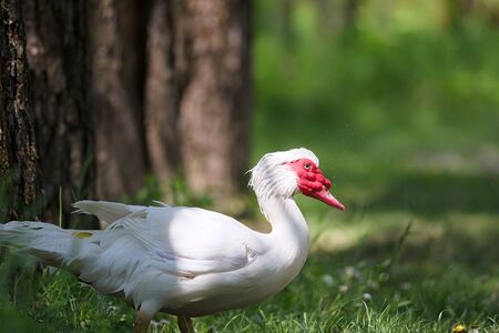 View of white Muscovy Duck. Local home farming.の写真素材