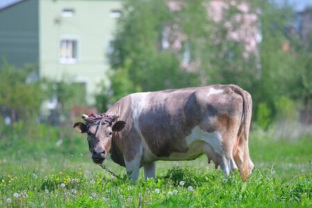 One cow grazing in green meadow in green meadowの写真素材