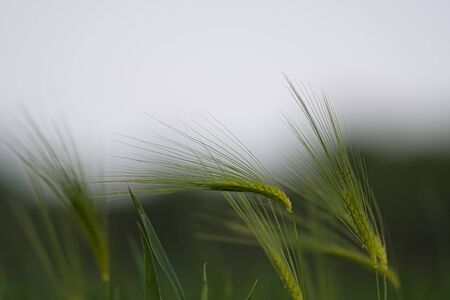 rye field in the summertime, rye has ability to ripen over the short summerの写真素材