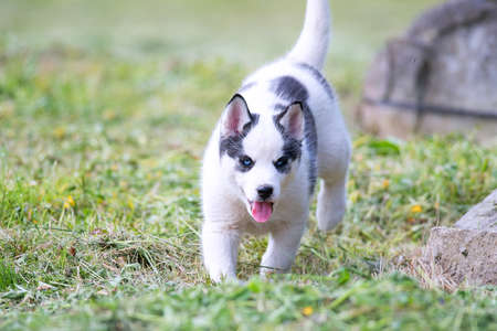 cute siberian husky puppy on grassの写真素材