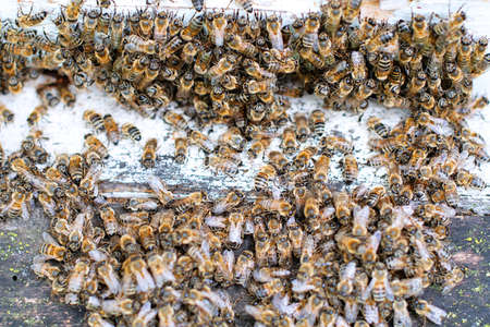 Bees at old hive entrance. Bees returning from honey collection to yellow hive. Bees at entrance.