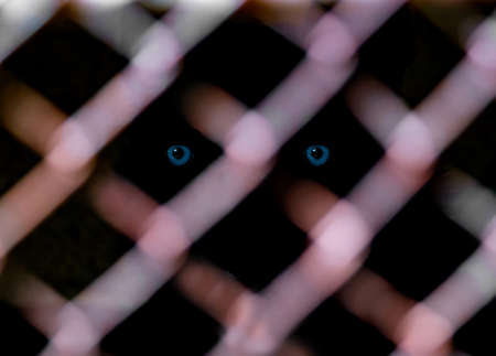 husky eyes behind mesh close upの写真素材