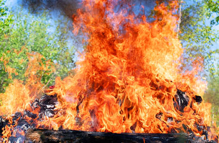 Forest fire. fallen tree is burned to the ground a lot of smoke