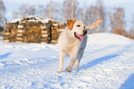 Labrador dog playing in a park with snow