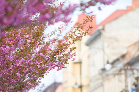 Beautiful blooming sakura flowers on trees in alley.