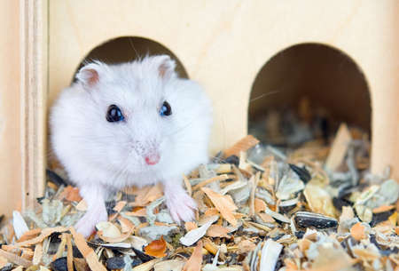 Close-up of a cute hamster in a house. Keeping and caring for animalsの写真素材
