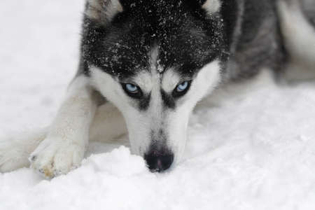 Husky dog walking on the street in the snow. Portrait of husky dogs.の写真素材