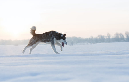 Husky dog walking in the snow. Portrait of husky dogs.の写真素材