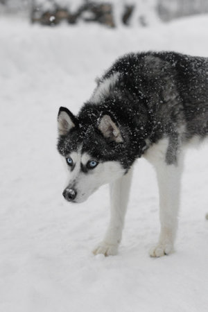 portrait of husky dogsの写真素材