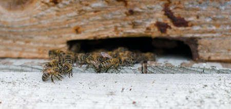 Bees returning from honey collection to yellow hive. Bees at entrance.の写真素材