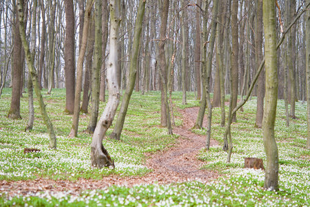 Charming forest with fresh flowers in the sunlight. Early spring time is the moment for wood anemone. Snowdrop nemerosa. Ecology concept.の写真素材