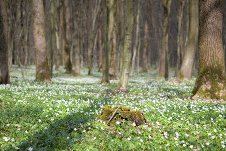 Charming forest with fresh flowers in the sunlight. Early spring time is the moment for wood anemone. Snowdrop nemerosa. Ecology concept.の写真素材