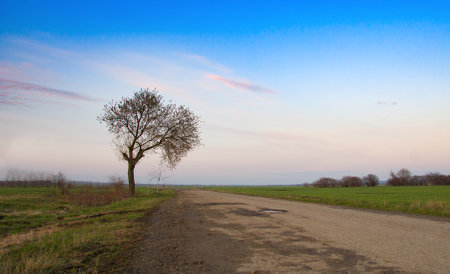 a single tree in spring. Sunset. A close upの写真素材