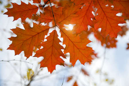Autumn landscape. Autumn oak leaves