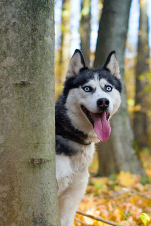 Portrait of beautiful and happy siberian Husky dog stand in the bright fall forest
