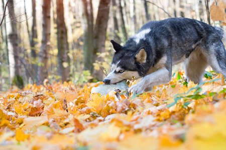In forest husky dog on ground nibbles a big boneの写真素材
