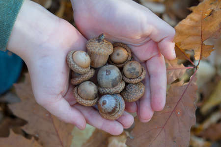 child holds in hands lot of ripe acorns. material for creativity. Walk through the autumn oak forest. Walk with the child in the parkの写真素材