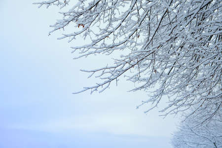 tree branches under the snow on a frosty winter day