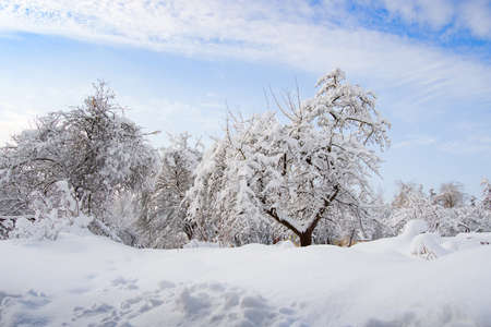 a garden covered in snowの写真素材