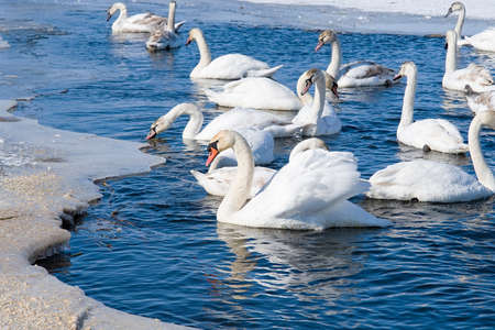 Swans resting on a fragment of an unfrozen river surrounded by snow and ice in a winter landscapeの写真素材