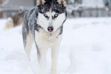 Beautiful Siberian Husky dog in winter