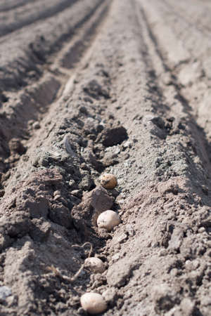 Planting potatoes in soil. Planted potato seed rowsの写真素材