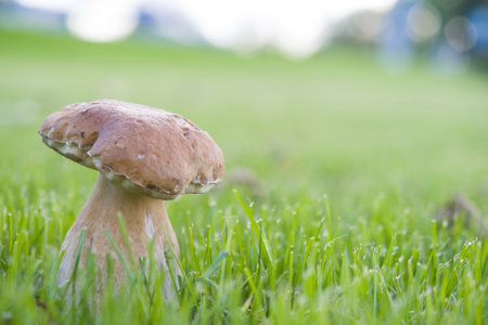 Mushrooms cut in the woods. Mushroom boletus edilus. Popular white Boletus mushrooms in forest.の写真素材