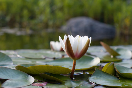 Lovely flowers White Nymphaea alba, commonly called water lily or water lily among green leaves and blue waterの写真素材