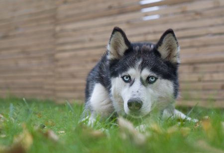 Beautiful adult dog Husky near the fenceの写真素材