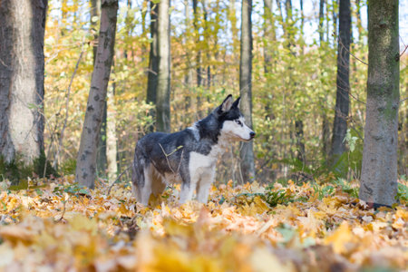 Portrait of beautiful and happy siberian Husky dog stand in the bright fall forest