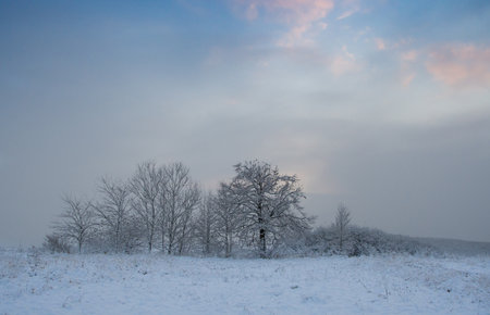 beautiful winter landscape with forest. Winter morning of a new day.の写真素材