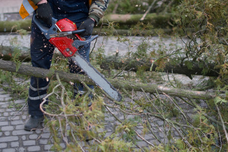 a man sawing a tree with a chainsaw. removes forest plantations from old trees, prepares firewood.