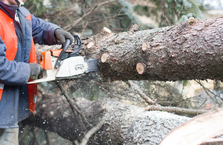 a man sawing a tree with a chainsaw. removes forest plantations from old trees, prepares firewood.の写真素材