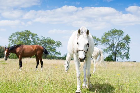 Portrait of beautiful white horse on ranchの写真素材