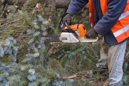a man sawing a tree with a chainsaw. removes forest plantations from old trees, prepares firewood.の写真素材