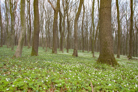 Charming forest with fresh flowers in the sunlight. Early spring time is the moment for wood anemone. Snowdrop nemerosa. Ecology concept.の写真素材
