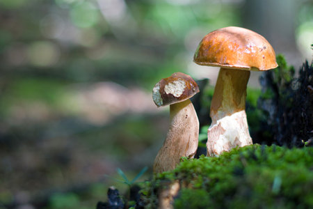 Mushrooms cut in the woods. Mushroom boletus edilus. Popular white Boletus mushrooms in forest.の写真素材